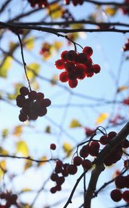 Preview wallpaper rowan, berries, bunches, branches, macro