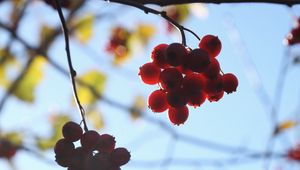 Preview wallpaper rowan, berries, bunches, branches, macro