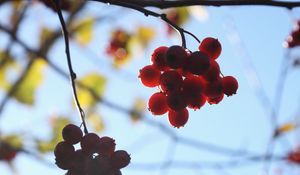 Preview wallpaper rowan, berries, bunches, branches, macro