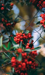 Preview wallpaper rowan, berries, bunches, plant, red