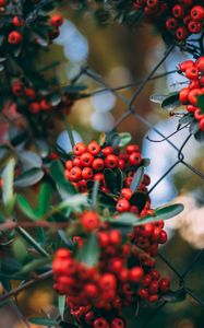 Preview wallpaper rowan, berries, bunches, plant, red