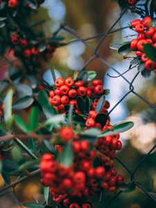 Preview wallpaper rowan, berries, bunches, plant, red