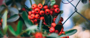 Preview wallpaper rowan, berries, bunches, plant, red