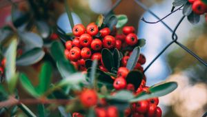 Preview wallpaper rowan, berries, bunches, plant, red