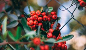 Preview wallpaper rowan, berries, bunches, plant, red