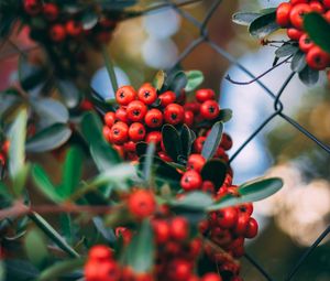 Preview wallpaper rowan, berries, bunches, plant, red
