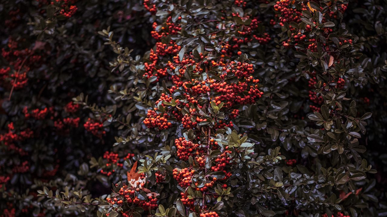 Wallpaper rowan, berries, bush, plant