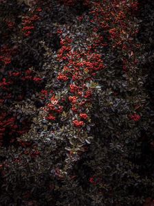 Preview wallpaper rowan, berries, bush, plant