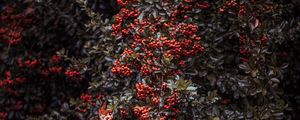 Preview wallpaper rowan, berries, bush, plant
