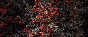 Preview wallpaper rowan, berries, bush, plant