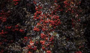 Preview wallpaper rowan, berries, bush, plant