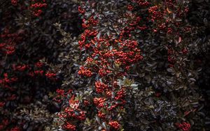 Preview wallpaper rowan, berries, bush, plant