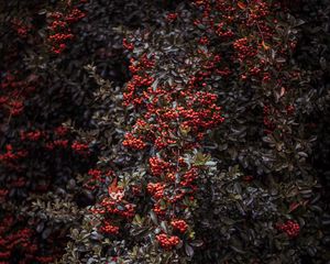 Preview wallpaper rowan, berries, bush, plant