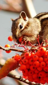 Preview wallpaper rowan, berries, chipmunk, fruits, stocks