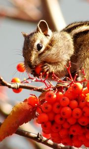 Preview wallpaper rowan, berries, chipmunk, fruits, stocks