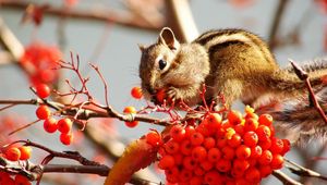 Preview wallpaper rowan, berries, chipmunk, fruits, stocks