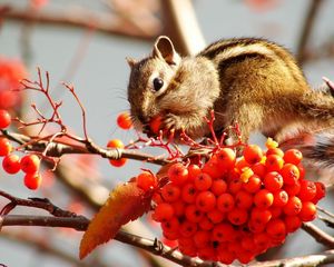 Preview wallpaper rowan, berries, chipmunk, fruits, stocks