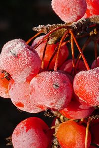 Preview wallpaper rowan, berries, frost