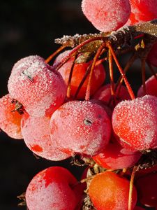 Preview wallpaper rowan, berries, frost