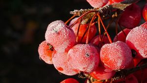 Preview wallpaper rowan, berries, frost