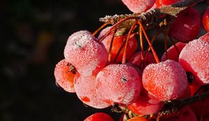 Preview wallpaper rowan, berries, frost