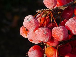 Preview wallpaper rowan, berries, frost