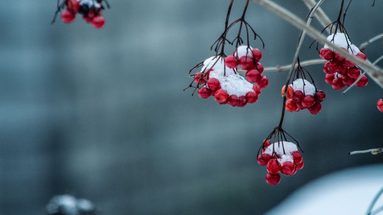 Wallpaper rowan, berries, frosty, blur, branch