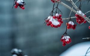 Preview wallpaper rowan, berries, frosty, blur, branch