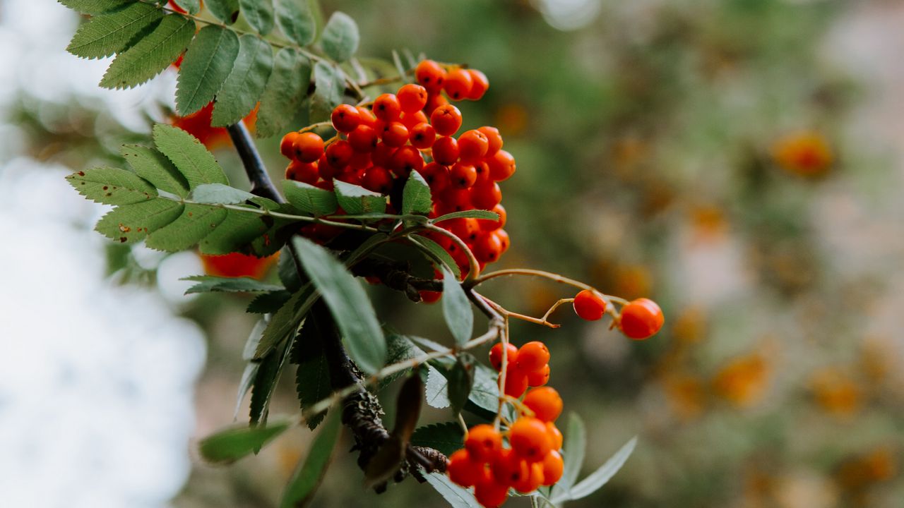 Wallpaper rowan, berries, grones, branch, plant