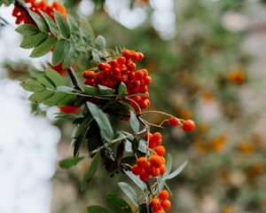 Preview wallpaper rowan, berries, grones, branch, plant