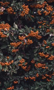 Preview wallpaper rowan, berries, grones, branches, leaves