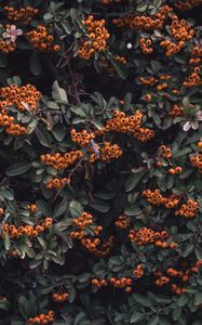 Preview wallpaper rowan, berries, grones, branches, leaves