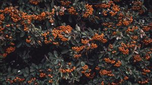Preview wallpaper rowan, berries, grones, branches, leaves