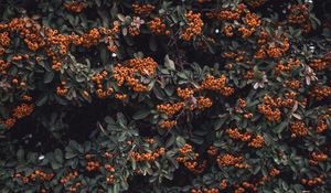 Preview wallpaper rowan, berries, grones, branches, leaves