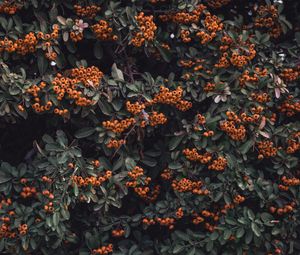 Preview wallpaper rowan, berries, grones, branches, leaves
