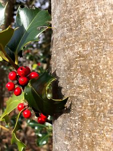 Preview wallpaper rowan, berries, leaves, trunk, nature