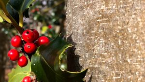 Preview wallpaper rowan, berries, leaves, trunk, nature