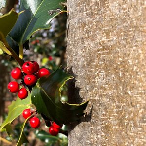 Preview wallpaper rowan, berries, leaves, trunk, nature