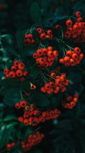 Preview wallpaper rowan, berries, leaves, branch