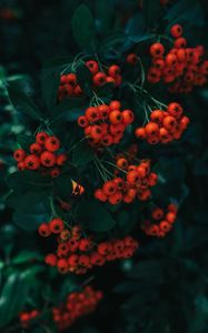 Preview wallpaper rowan, berries, leaves, branch