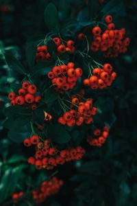 Preview wallpaper rowan, berries, leaves, branch