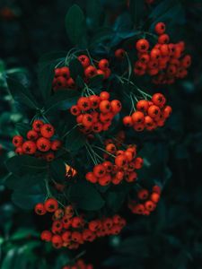 Preview wallpaper rowan, berries, leaves, branch