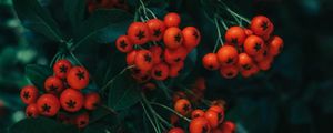 Preview wallpaper rowan, berries, leaves, branch