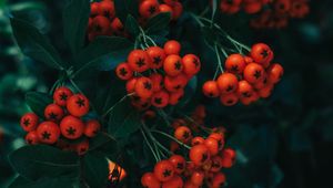 Preview wallpaper rowan, berries, leaves, branch