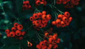 Preview wallpaper rowan, berries, leaves, branch