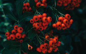 Preview wallpaper rowan, berries, leaves, branch