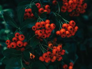 Preview wallpaper rowan, berries, leaves, branch