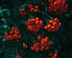 Preview wallpaper rowan, berries, leaves, branch