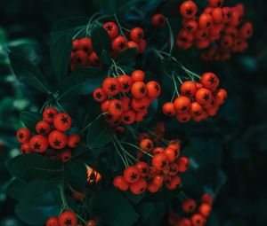 Preview wallpaper rowan, berries, leaves, branch