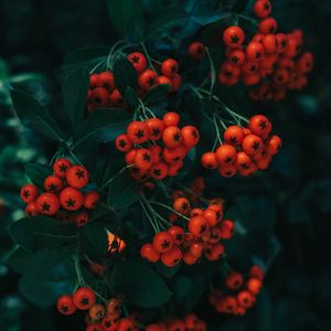 Preview wallpaper rowan, berries, leaves, branch